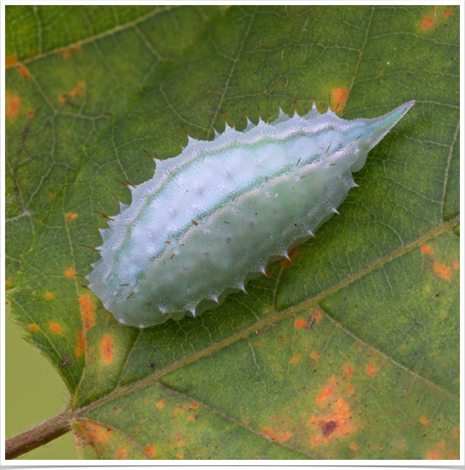 Packardia geminata
Jeweled Tailed Slug
Bibb County, Alabama